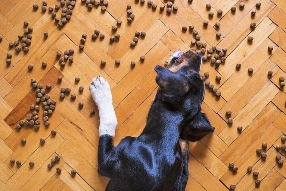 Perro acostado comiendo alimento para perros