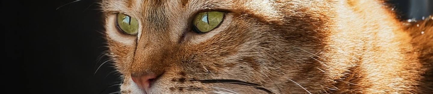 Estreñimiento en gatos