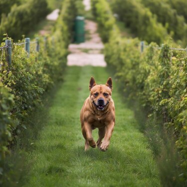 Dog running along a grassy path