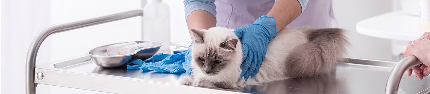 Veterinario con guantes azules examinando a un gato de pelo largo sobre una mesa clínica de metal.