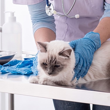 Veterinario con guantes azules examinando a un gato de pelo largo sobre una mesa clínica de metal.