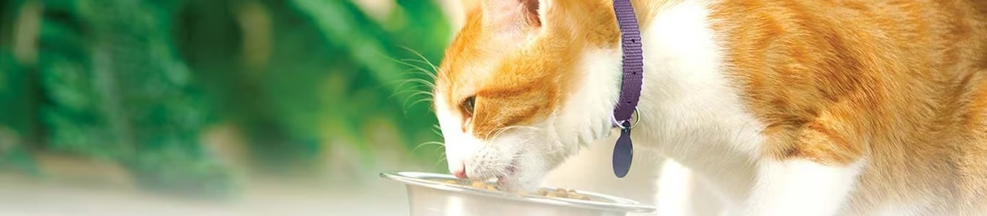 Gato anaranjado con collar comiendo de su plato al aire libre