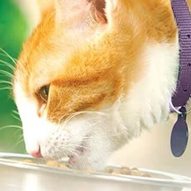 Gato anaranjado con collar comiendo de su plato al aire libre