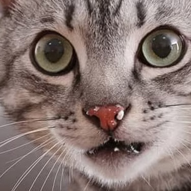 Un gato atigrado gris con ojos grandes mirando fijamente a la cámara con manchas blancas en el hocico