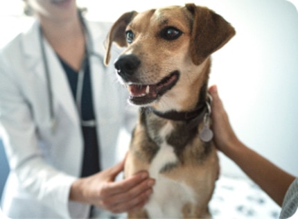 Perro siendo examinado por una veterinaria