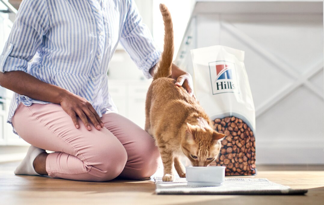 Cat eating food