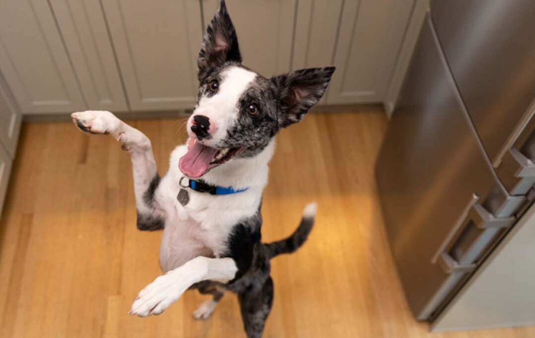 Dog on two feet
