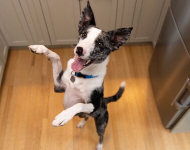Dog on two feet