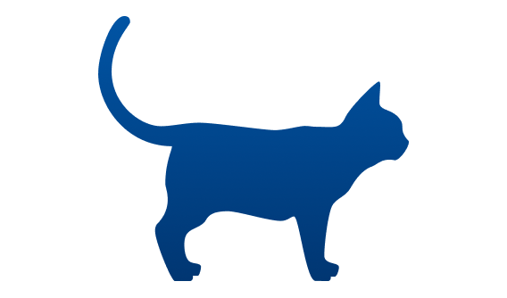 Gato con peso ideal