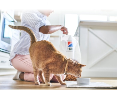Comida para gatos 