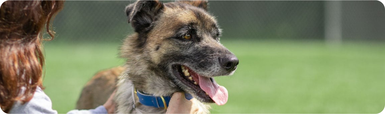 Una mujer acariciando a un perro