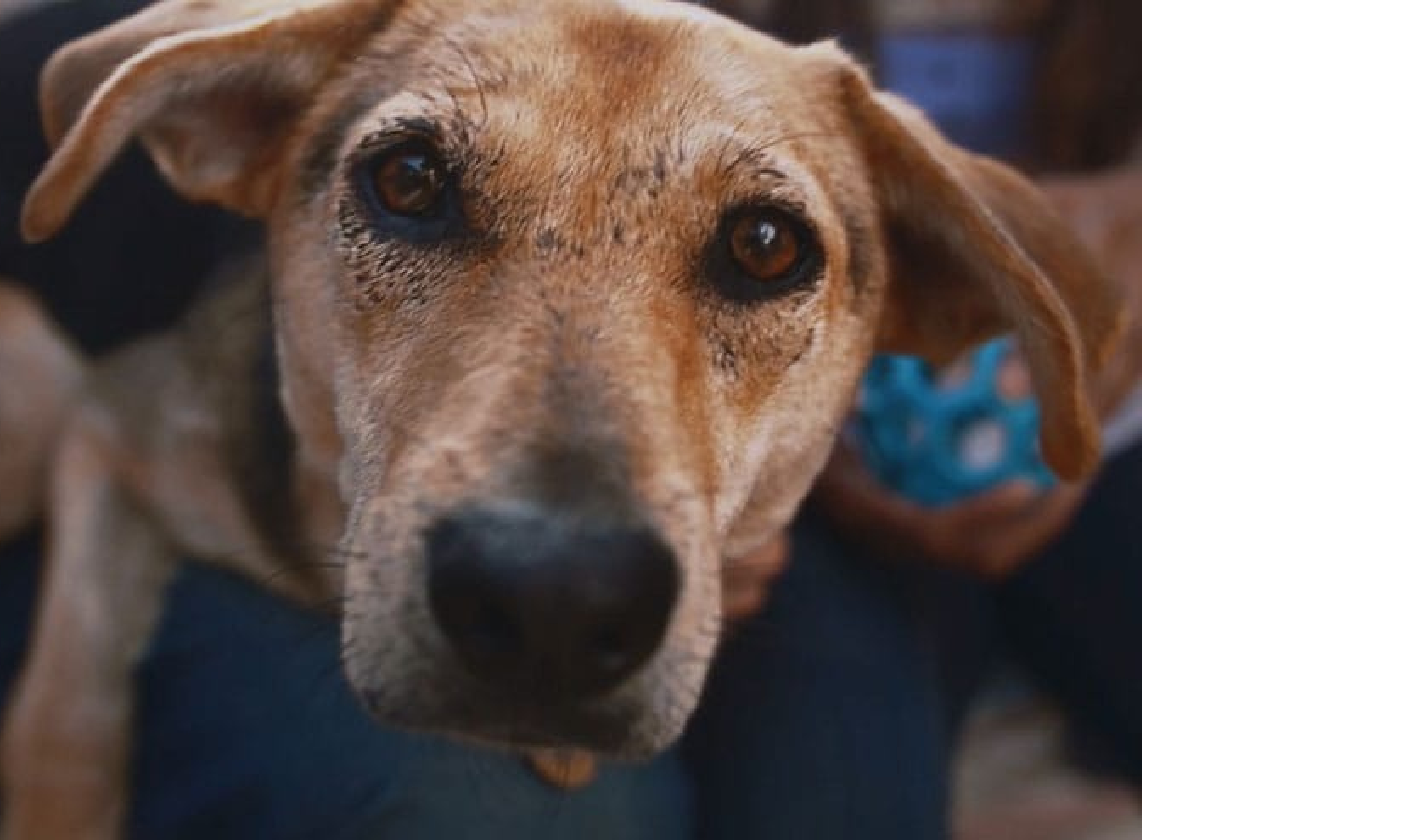 Un cachorro mirando a la cámara