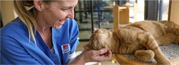 Mujer Acariciando a un gato dentro de casa