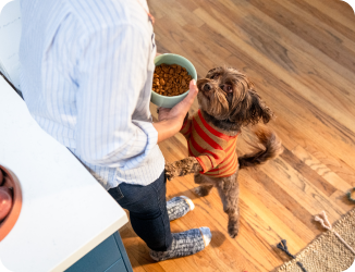  Un perro con un suéter naranja de pie sobre sus patas traseras frente a su dueño, quien sostiene un tazón de comida para perros