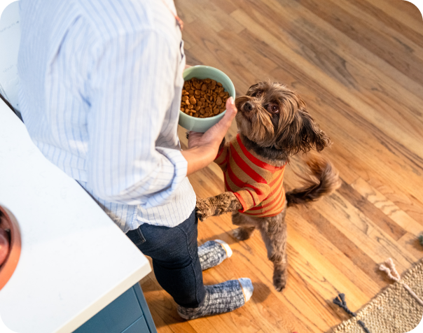  Un perro con un suéter naranja de pie sobre sus patas traseras frente a su dueño, quien sostiene un tazón de comida para perros